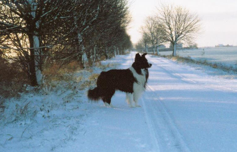 Lobo in the lane