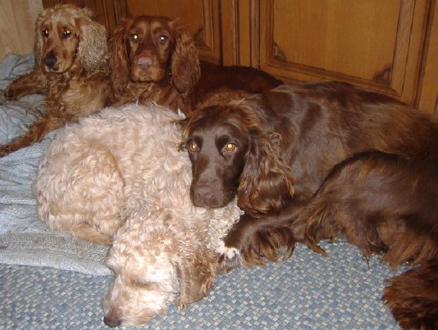 Holly, Lily, Coco and Amber