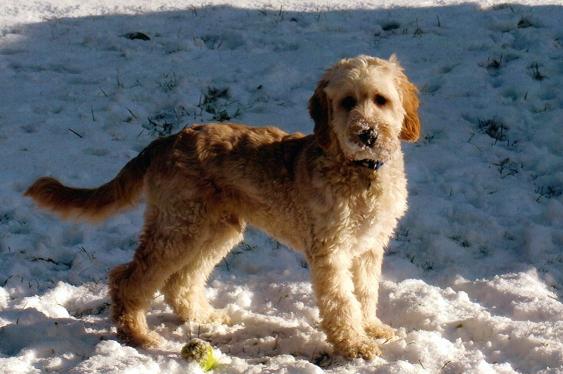 Amber in the snow