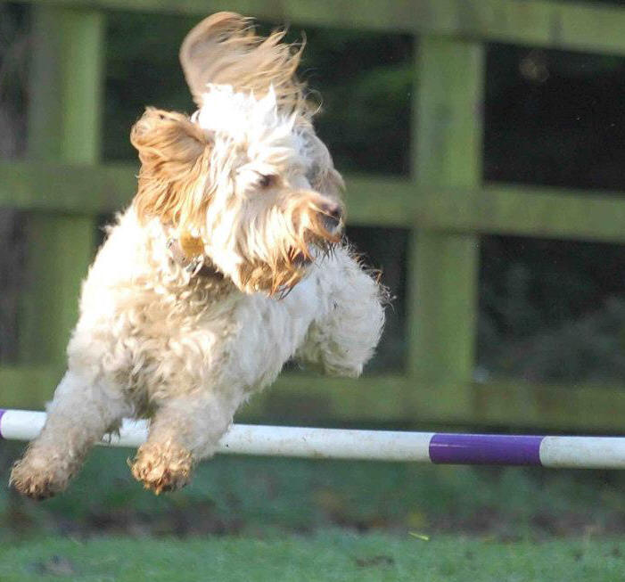 Tilly Jumping